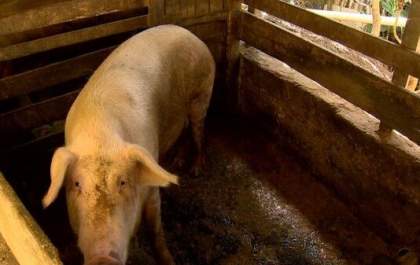 Dono de sítio denuncia furto de porcos de sua propriedade em Três Lagoas