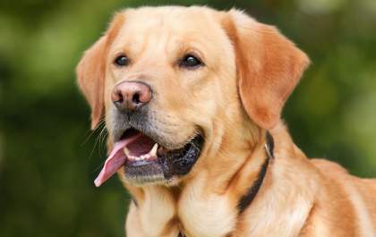 Cães: um amor de doze mil anos