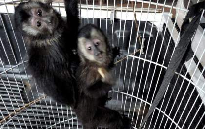 Ambiental realiza soltura de macacos pregos