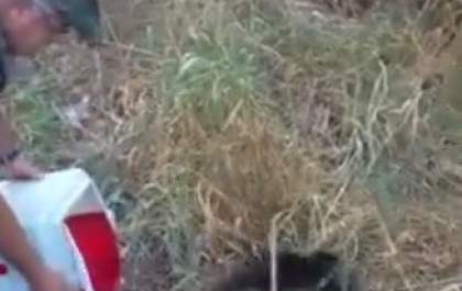 Macacos-prego resgatados em Birigui são devolvidos à natureza