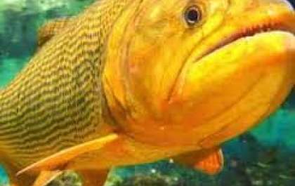 Homem é multado em mais de 4 mil reais após pescar peixe da espécie Dourado