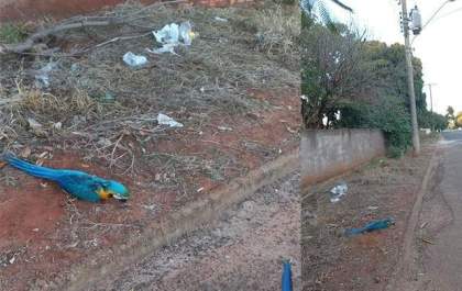 Arara se choca com fio de alta tensão e causa apagão em boa parte de Nova Independência