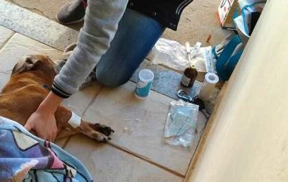 Homem tem bicho de estimação envenenado e recebe ameaças por mensagens deixadas em sua caixa de correio em Três Lagoas