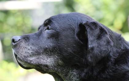 Animais idosos também merecem ser adotados