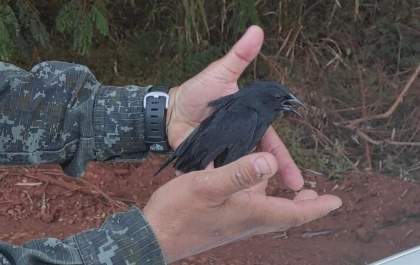 20 aves silvestres mantidas em cativeiro sem registro são encontradas pela Ambiental