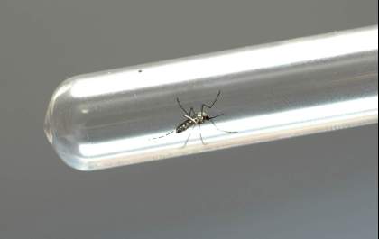 Casos de dengue continuam aumentando no município