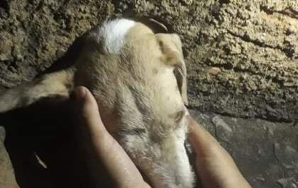 Brigada Municipal salva cachorro preso na passagem de água