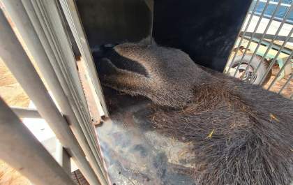 Tamanduá-bandeira e lobo-guará são atropelados em rodovia