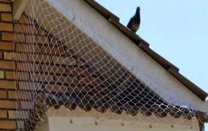 Evite maritacas em sua casa, Veda Mais Impermeabilização é a solução