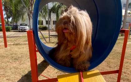 Condomínio ganha espaço para pets em Araçatuba