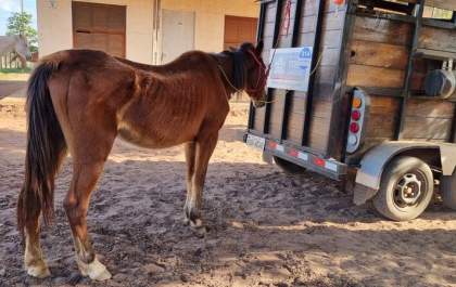 SEMEA faz alerta sobre o abandono e maus tratos de animais