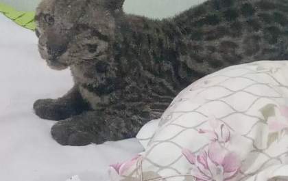 Homem encontra jaguatirica na cama do filho após deixar janela aberta em MS