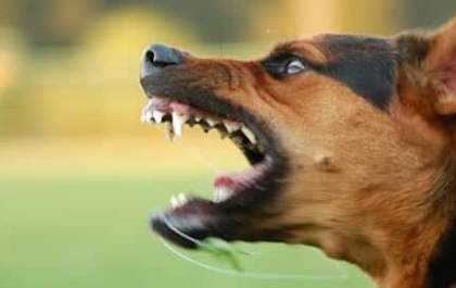 Ataque de cachorro no bairro Interlagos deixa vítima com diversos ferimentos