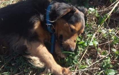 Cachorro é atropelado perto da piscina olímpica
