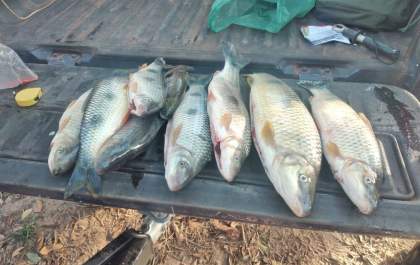 PMA de Três Lagoas desmonta acampamento e autua pescador