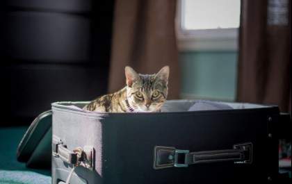 Conheça a documentação necessária para uma viagem internacional com os pets