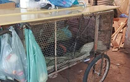Prefeitura e Ministério Público se omitem e animais domésticos morrem sem acolhida