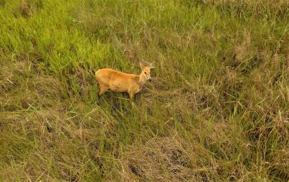 Reserva Cisalpina abriga cerca de 490 espécies de animais silvestres