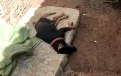 Cachorra morre por maus tratos e responsável é detida