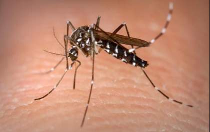 Mortes por dengue preocupam autoridades de saúde em Mato Grosso do Sul