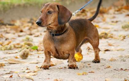 Hérnia de disco é mais frequente em pets com baixa altura e cumprimento longo
