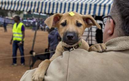 Castração animal previne câncer de mama e próstata nos pets