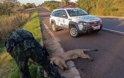 Onça-parda é encontrada morta<p>em acostamento de rodovia</p>