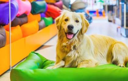 Preços de produtos pets variam mais de 100% em Três Lagoas