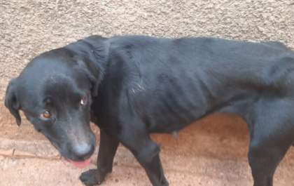 Indivíduo é autuado em flagrante pelo crime de maus tratos a animais