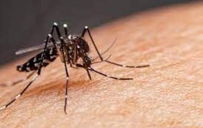 Após ações da Vigilância, risco de epidemia de dengue cai em Ilha Solteira