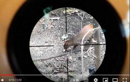 YouTube é condenado a remover vídeos sobre caça de animais silvestres