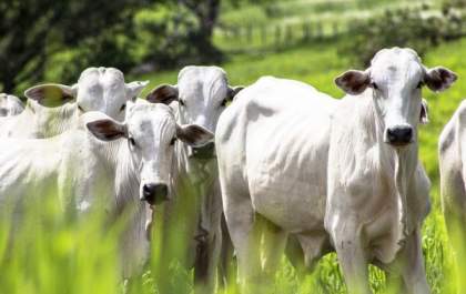 MPT-MS move ação contra pecuarista que mentiu sobre roubo de gado para dispensa de trabalhador
