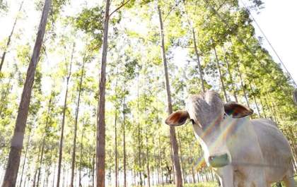 MS concentra maior área de sistemas integrados na agropecuária