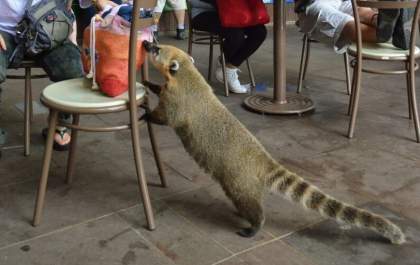 Parque terá que indenizar criança atacada por um quati enquanto tomava sorvete