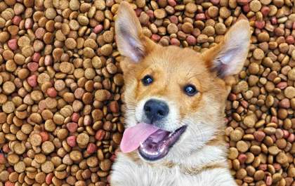 Como escolher a melhor ração para o seu pet? Veterinários do Mercado da Ração esclarecem