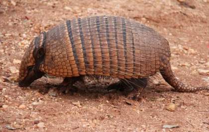 Garoto de 16 anos pega 'doença do tatu' e morre após 8 dias em UTI