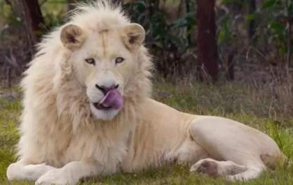 Leões matam homem que tentou invadir zoológico em Gana
