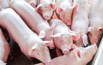 Capacitação sobre suinocultura instrui produtores a reforçar a biosseguridade