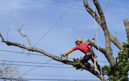 Neoenergia Elektro alerta para os cuidados com a rede elétrica durante a poda de árvores