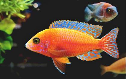 Peixes ornamentais encantam mais de 11 milhões de brasileiros