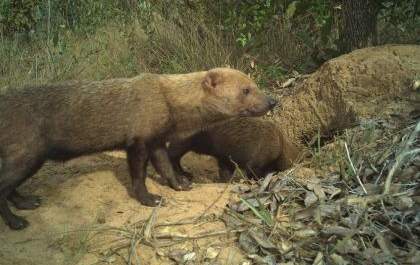 Pesquisadores identificam espécie ameaçada de extinção em parque de Três Lagoas