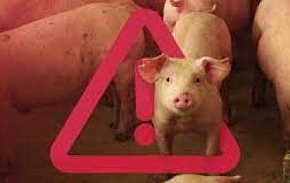 Apreensão de carne suína em aeroporto acende alerta contra Peste Suína Africana