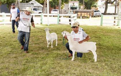 Julgamentos da 13ª Expovinos começam nesta sexta na Expô Araçatuba