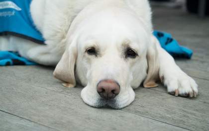 Telemedicina amplia atendimento para os pets