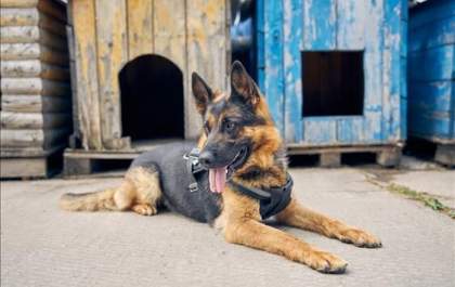 Justiça decide que é inconstitucional lei municipal que obriga inserção de microchips em animais