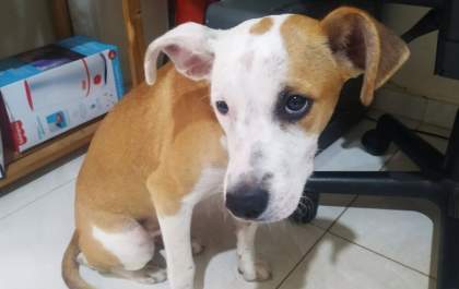 Homem é preso por maus-tratos a cão em Buritama