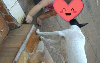 Animal escapa e acaba sendo esfaqueado em Andradina