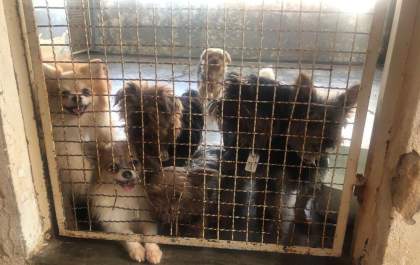 Justiça encaminha para ONG animais apreendidos em casa no Nova Iorque em junho