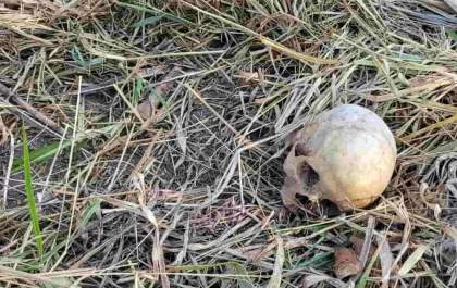 Polícia Civil tenta identificar ossada humana encontrada em Araçatuba
