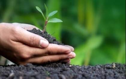 MRV celebra o Dia da Árvore com mais de 2 milhões de mudas plantadas desde 2010